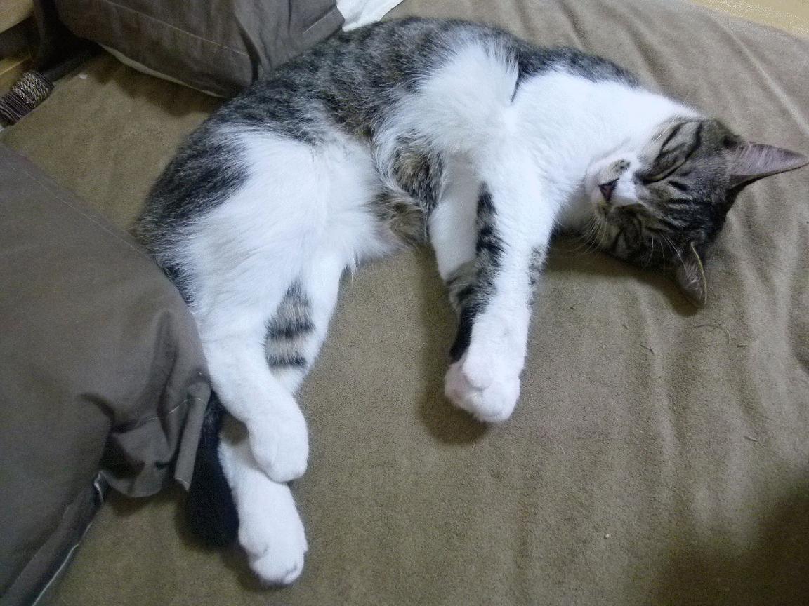 数据分析最适合预测哪类五大联赛比赛结果,数据分析相关比赛