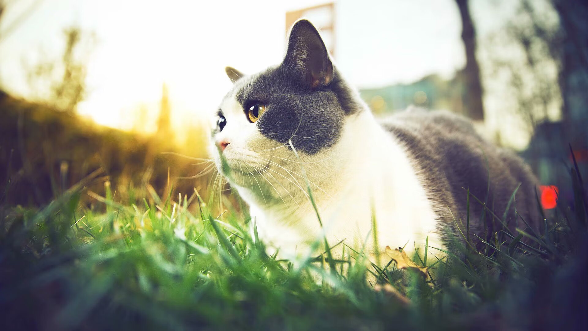 俱乐部财务透明度为何难以提升,俱乐部财务透明度为何难以提升的原因