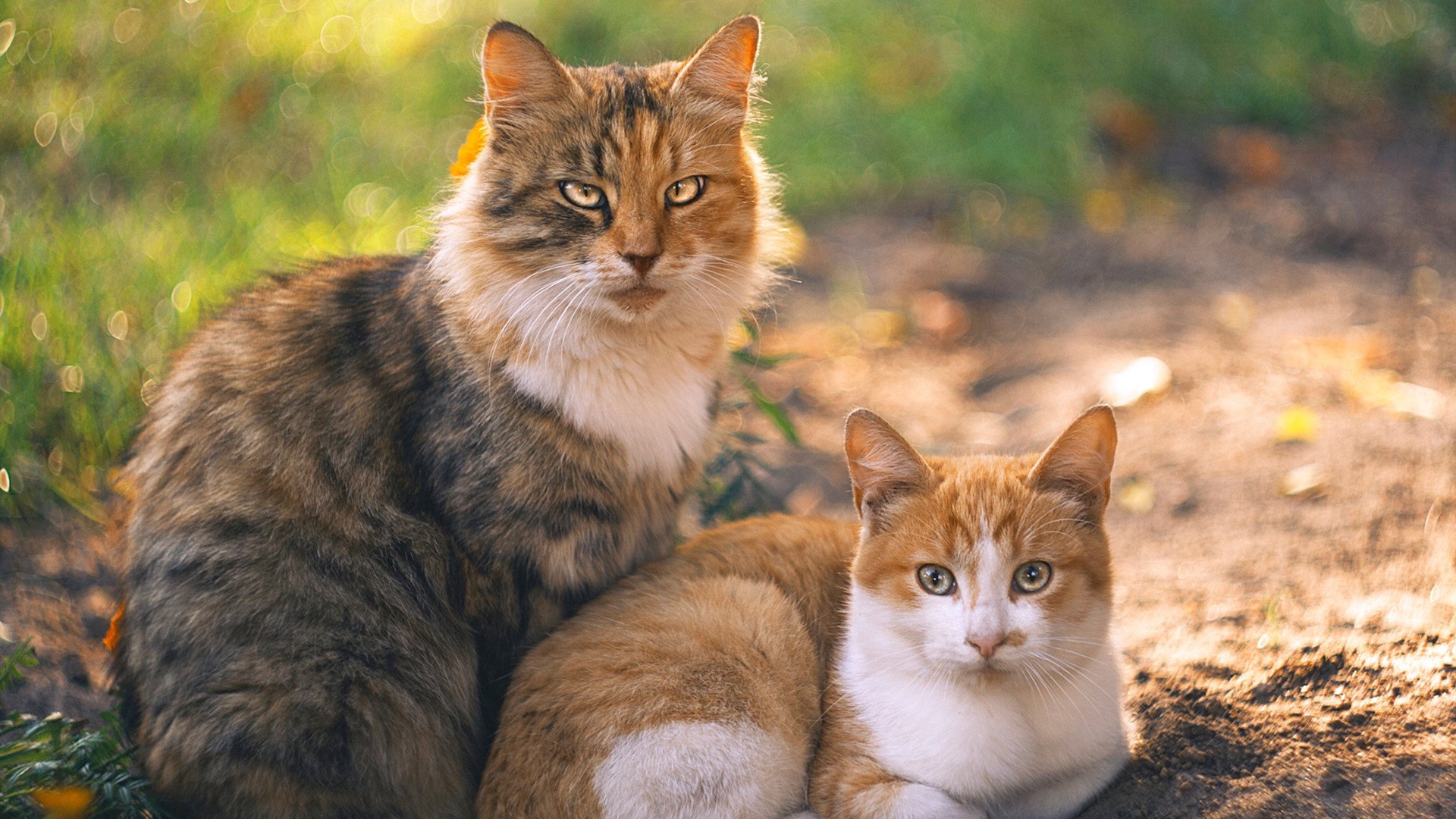 加拿大队赛制解析:如何通过赛制安排打造灵活战术应对强队,加拿大的比赛