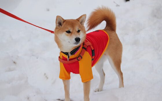 加拿大队赛制解析:如何通过赛制安排打造灵活战术应对强队,加拿大的比赛