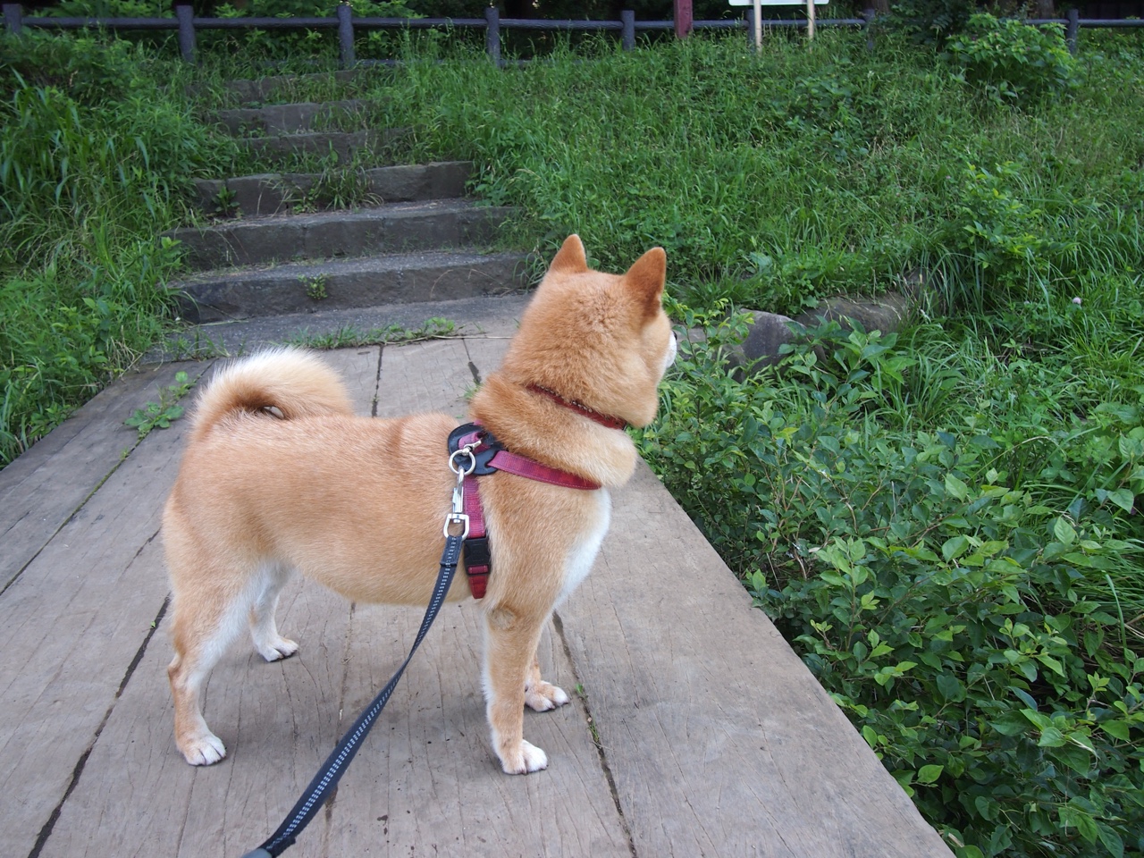 博卡缺乏边路速度型选手牵制拜仁后卫，博卡足球俱乐部新球衣